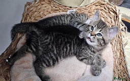 Maine Coon cats for sale: Maine coon cross kittens  - Advert 5