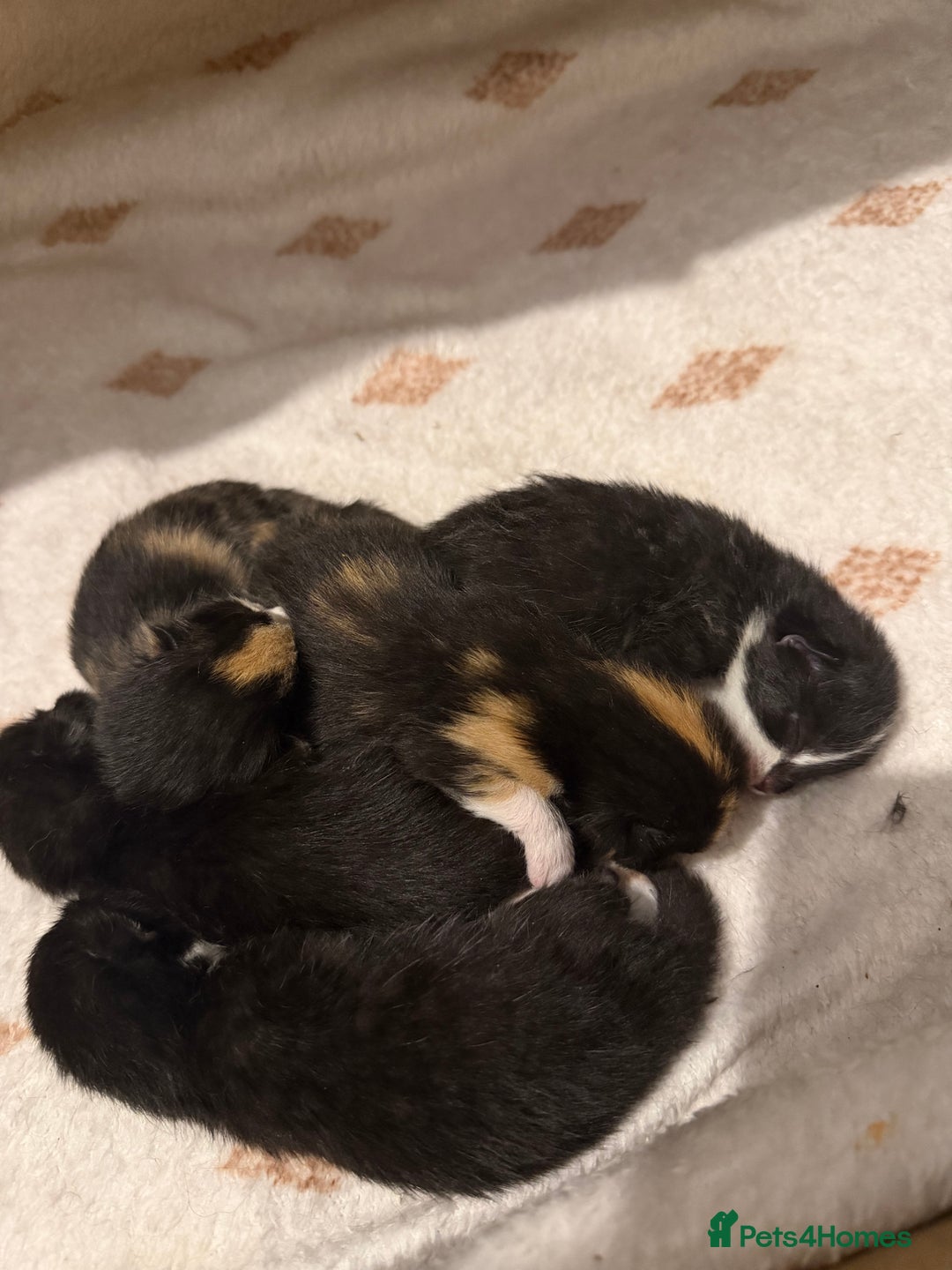 Mixed Breed cats for sale: Tuxedo and tabby kittens ready 2 February  - Advert 7