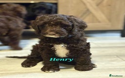 Mixed Breed dogs for sale: My last beautiful F1B Irish cockapoo puppy - Image 1