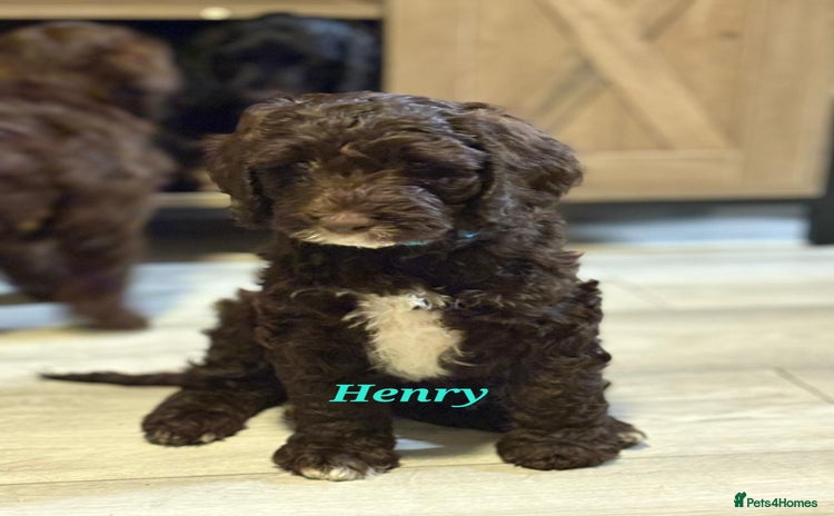 Mixed Breed dogs - Advert 1