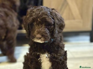 Mixed Breed dogs - Advert 1