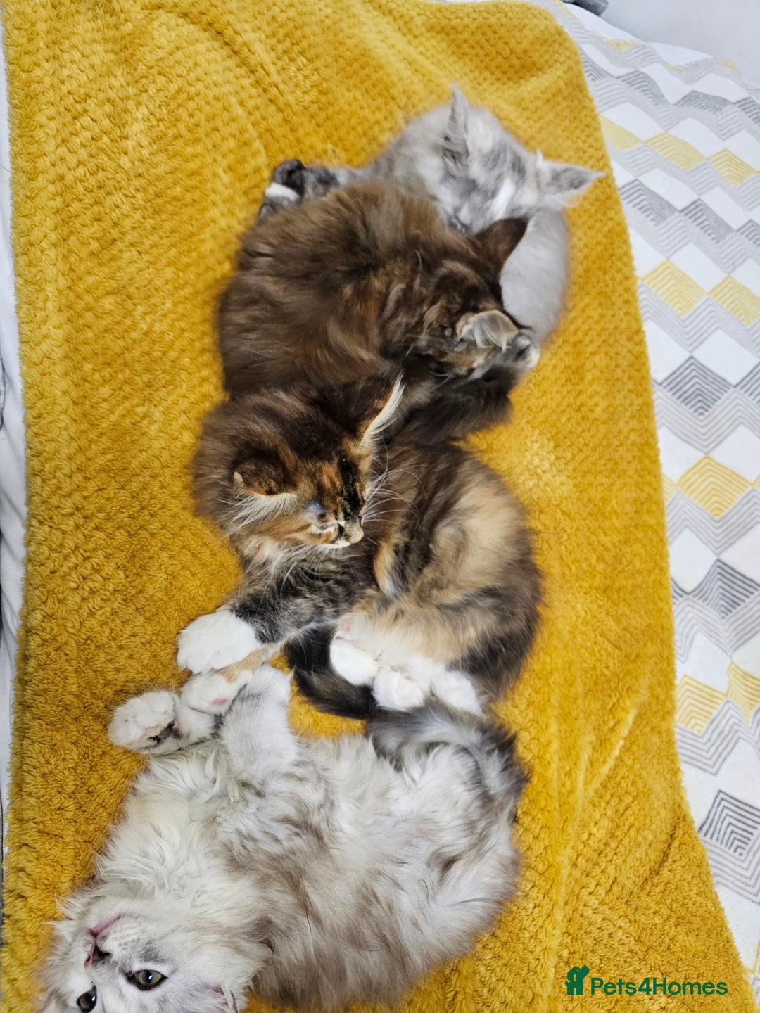 Maine Coon cats for sale:  TICA Maine coon kittens ready to leave - Advert 11