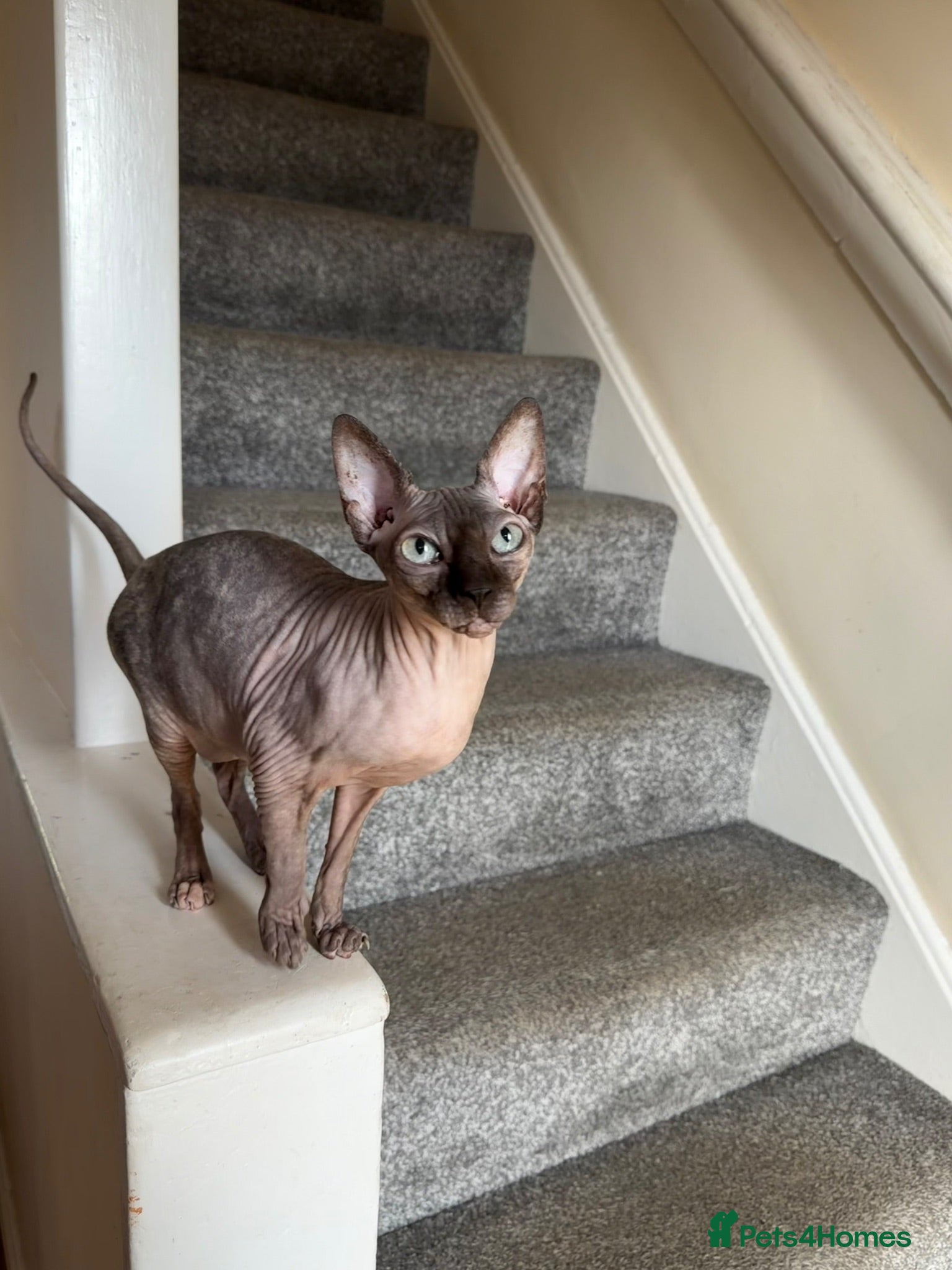 Sphynx cats Female Canadian Sphynx  - Advert 8