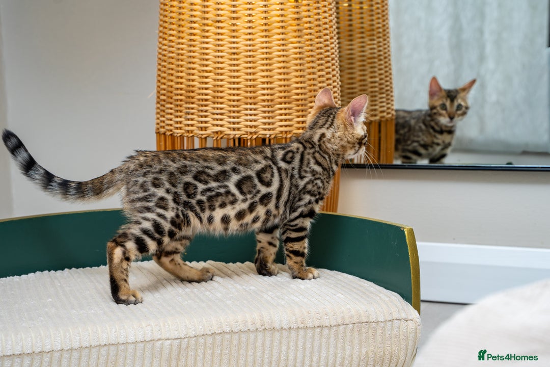 Bengal cats for sale: Top quality Bengal Girl- TICA reg.- AVAILABLE NOW - Advert 30
