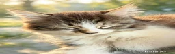 Mixed Breed cats for sale: Bengal/Maine Coon mix • stunning & affectionate  - Advert 17