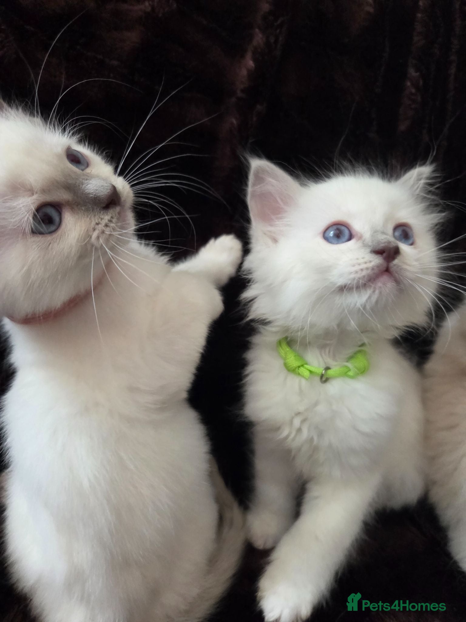 Ragdoll cats  🏆GCCF REG. EXTENSIVELY TESTED RAGDOLL KITTENS 🌟 - Advert 2