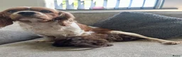 Cavapoo dogs for sale: Absolute stunning little girl  - Advert 3