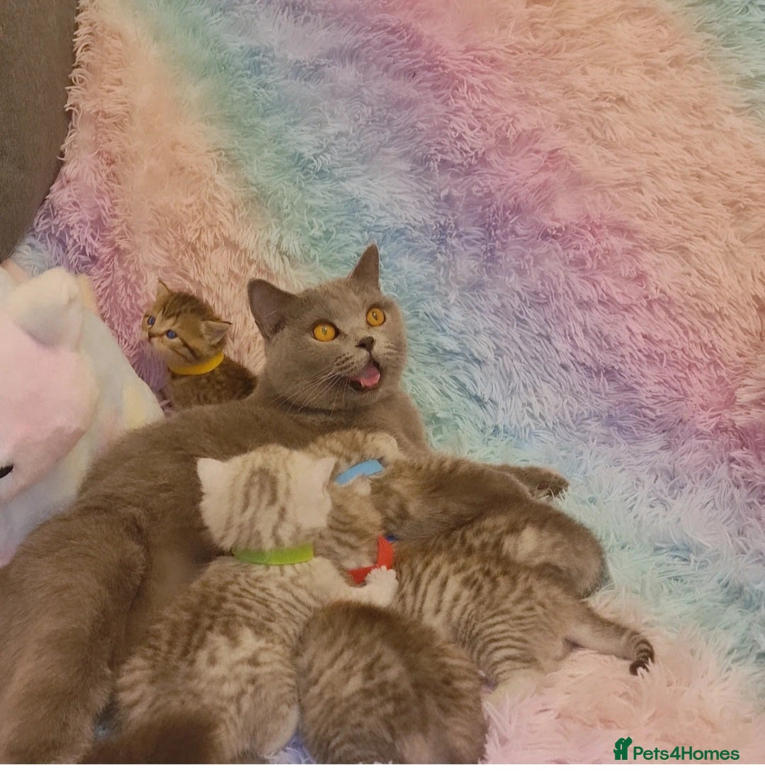 British Shorthair cats for sale: 🩵💙💜Amasing British Shorthair Kittens🧡💚💙 - Advert 20
