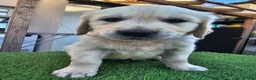 Golden Retriever dogs for sale: Golden Retriever puppys in Harrow London  - Advert 12