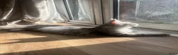 Maine Coon cats for sale: Stunning main coon Strom  - Advert 4