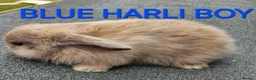 Mini Lop rabbits for sale: Mini lop babies 2 boys left - Advert 2