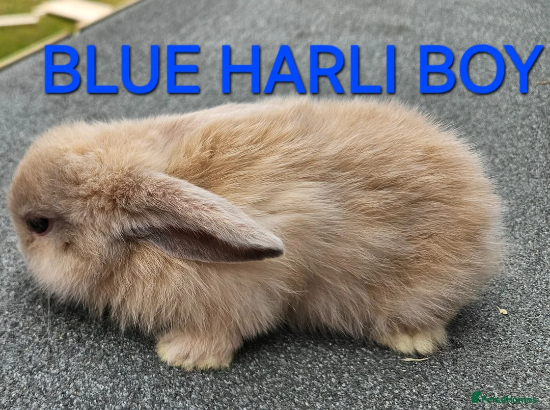 Mini Lop rabbits for sale: Mini lop babies 2 boys left - Advert 2