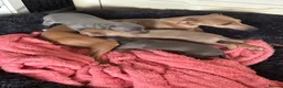 Italian Greyhound dogs for sale: Kc reg Italian greyhound puppies for sale - Advert 16