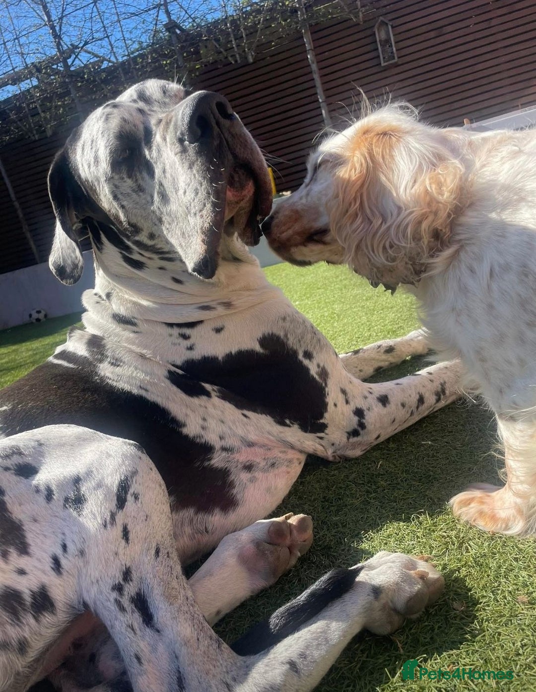 Great Dane dogs for stud: **Proven Stud** KC reg Harlequin Great Dane 2yrs - Advert 1