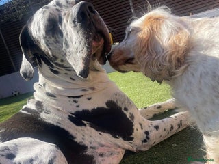 Great Dane dogs **Proven Stud** KC reg Harlequin Great Dane 2yrs - Advert 4