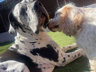 Great Dane dogs for stud: **Proven Stud** KC reg Harlequin Great Dane 2yrs - Advert 3