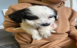 Mixed Breed dogs for sale: Two male cocker spaniel/shih tzu pups - Image 8