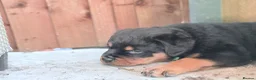 Rottweiler dogs for sale: ⭐️4 Rottweiler Boys For Sale ⭐️ - Advert 14