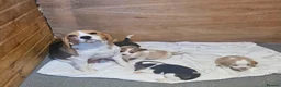 Beagle dogs for sale: KC REGISTERED  - Advert 3