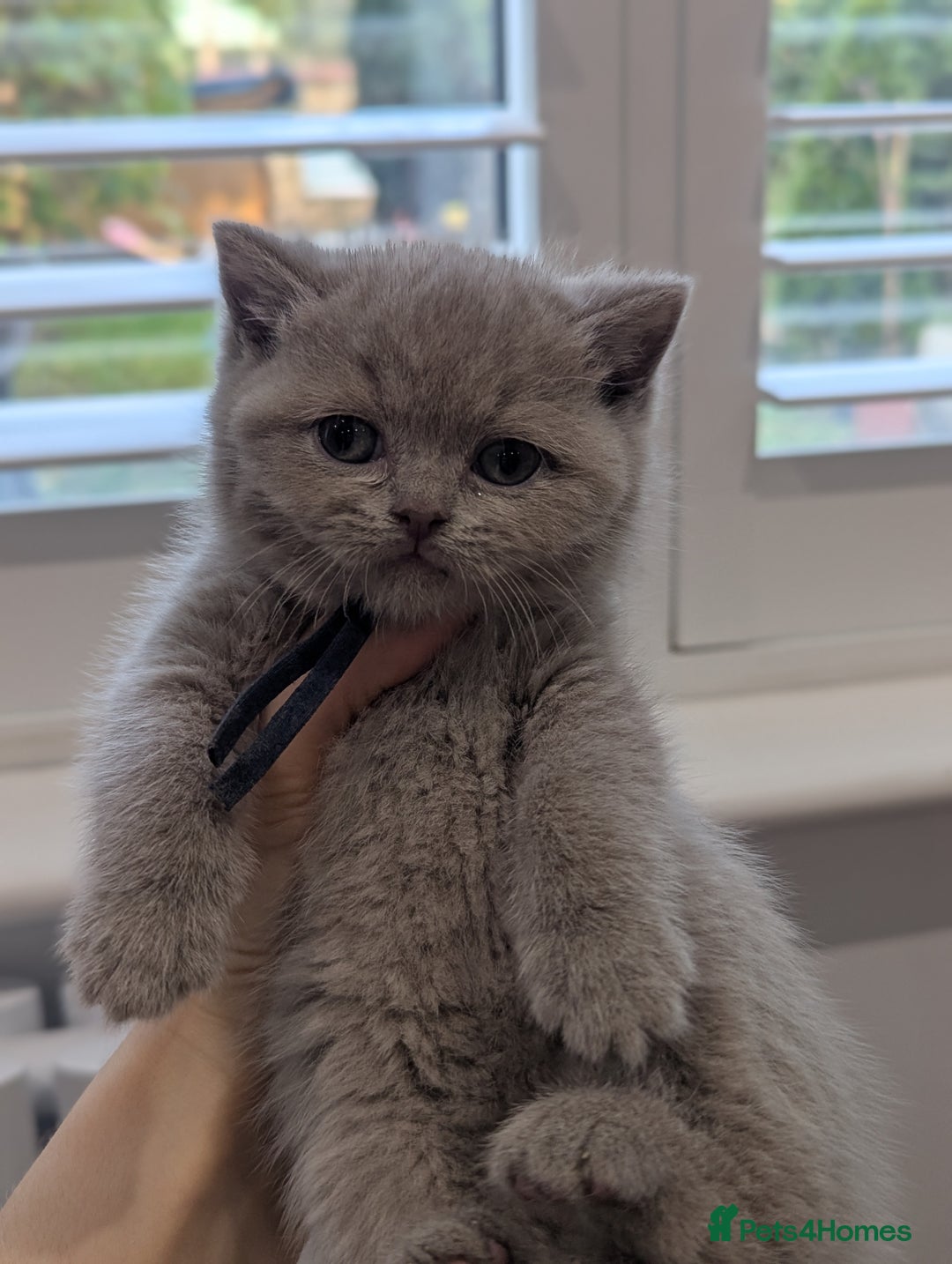 British Shorthair cats for sale: 6 beautiful rare FAWN British Shorthair Kittens ✨ - Advert 14