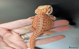 Bearded Dragon reptiles for sale: Baby Bearded Dragons ready now.  - Image 2