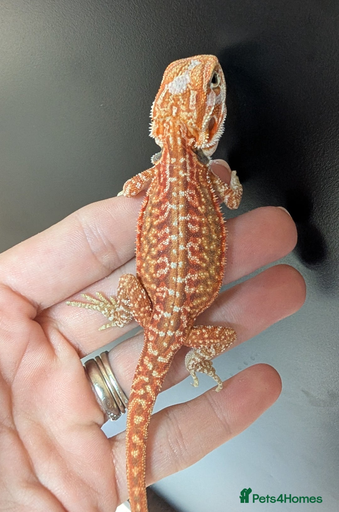Bearded Dragon reptiles for sale: Baby Bearded Dragons ready now.  - Image 2