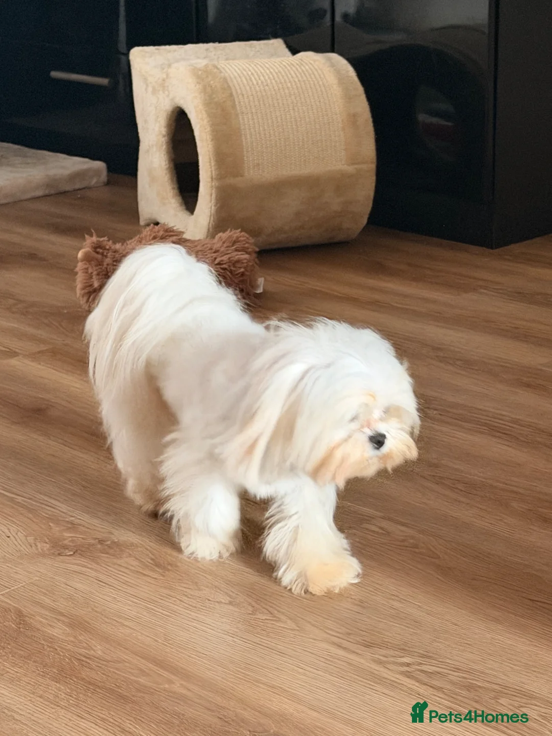 Maltese dogs for sale: KOREAN MALTESE  - Advert 4