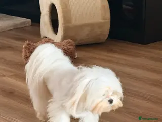 Maltese dogs Reduced - KOREAN MALTESE - Advert 22