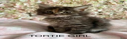 Maine Coon cats for sale: Maine Coon Cross Kittens  - Advert 7