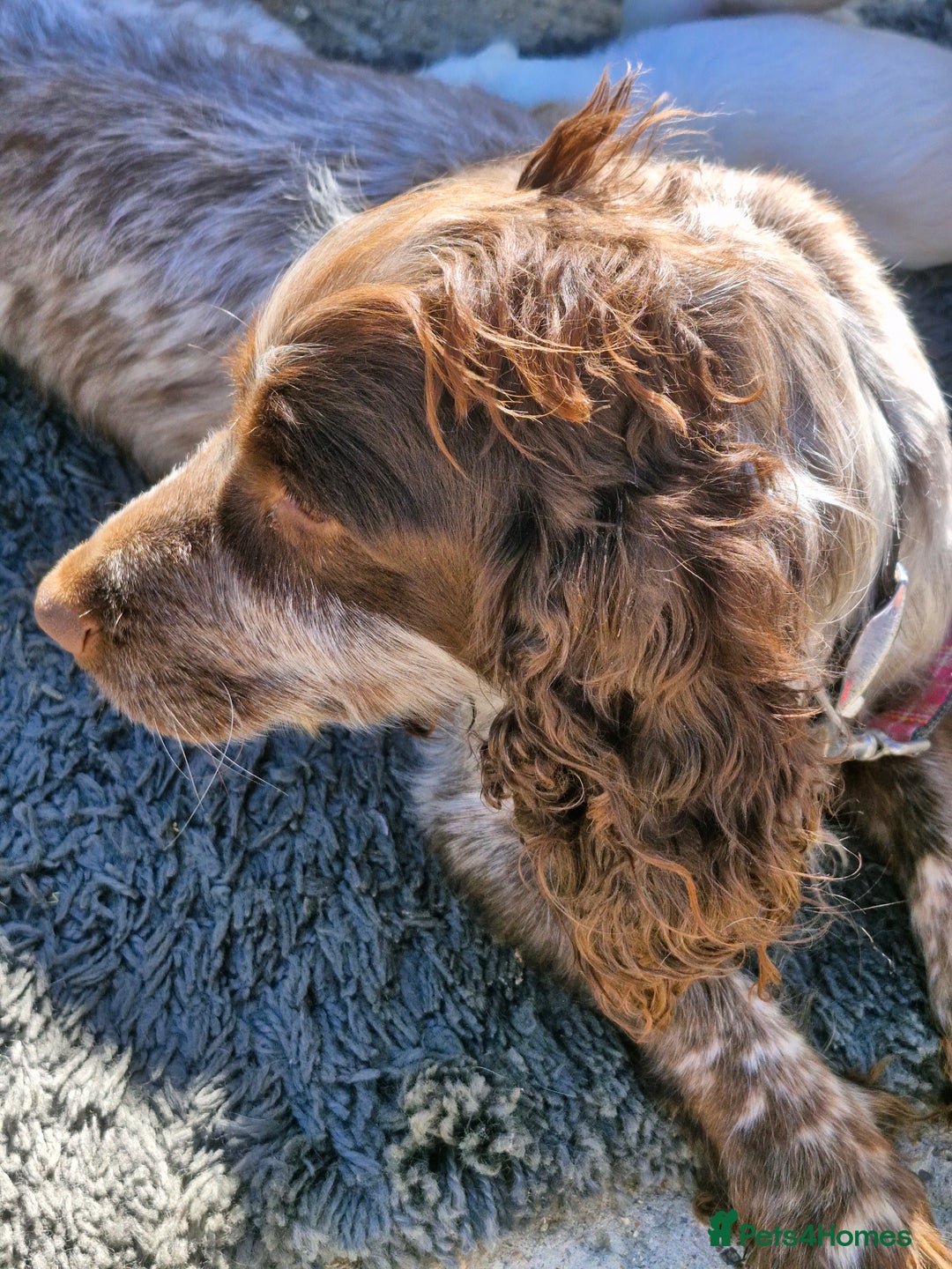 Cocker Spaniel dogs for sale: Cocker spaniel puppies  - Image 7