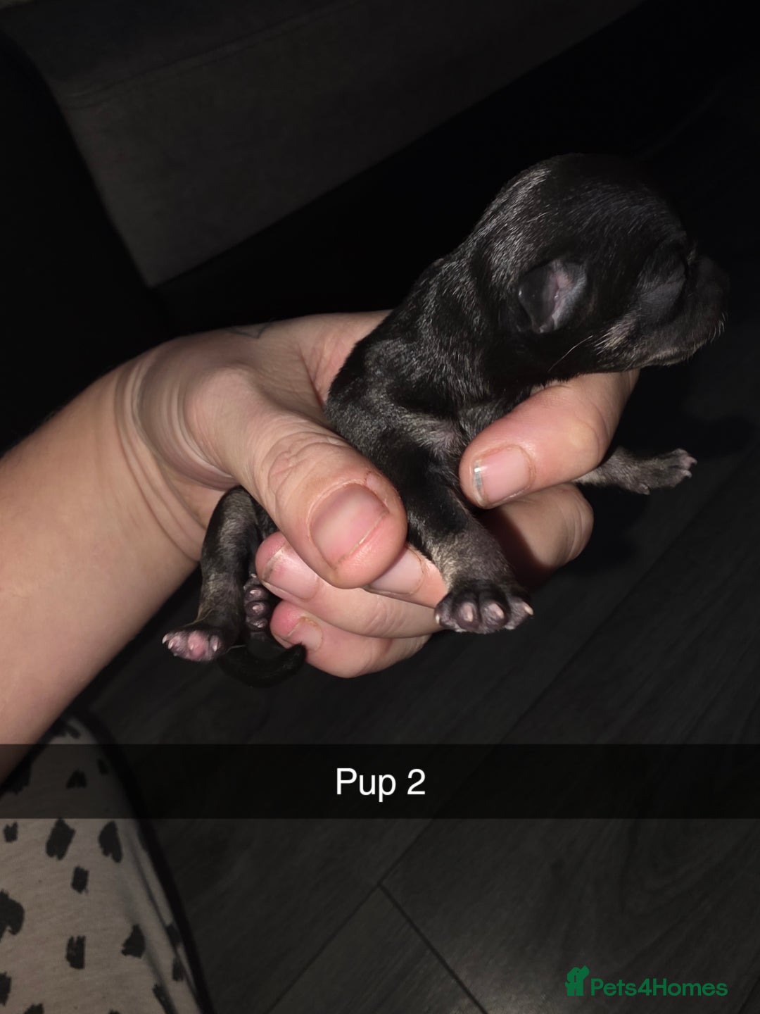 Chihuahua dogs for sale: 4 chihuahua girls - Advert 7