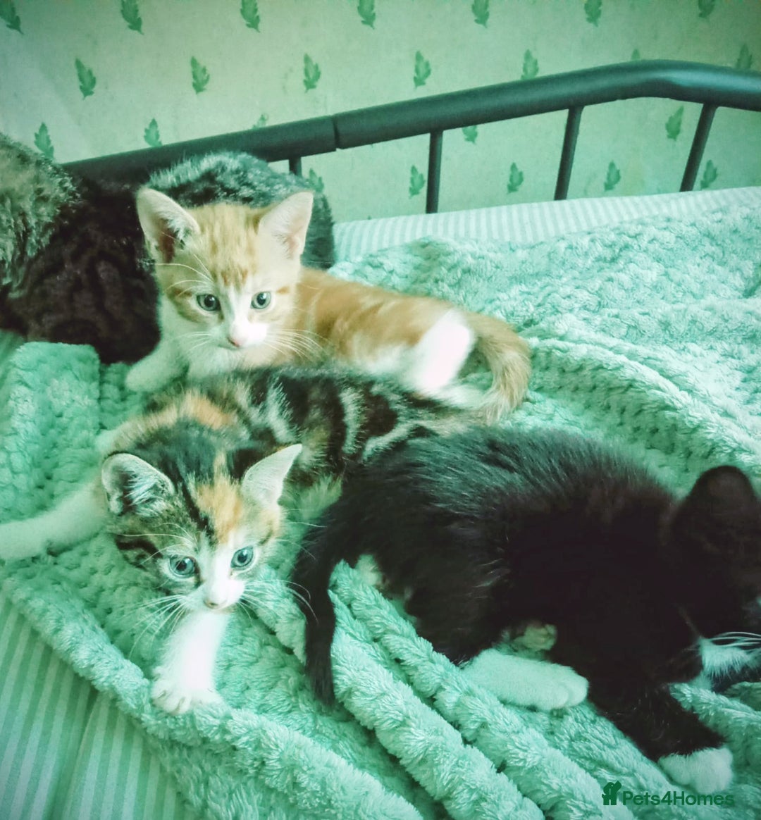 Mixed Breed cats for sale: 3 beautiful kittens  - Advert 2