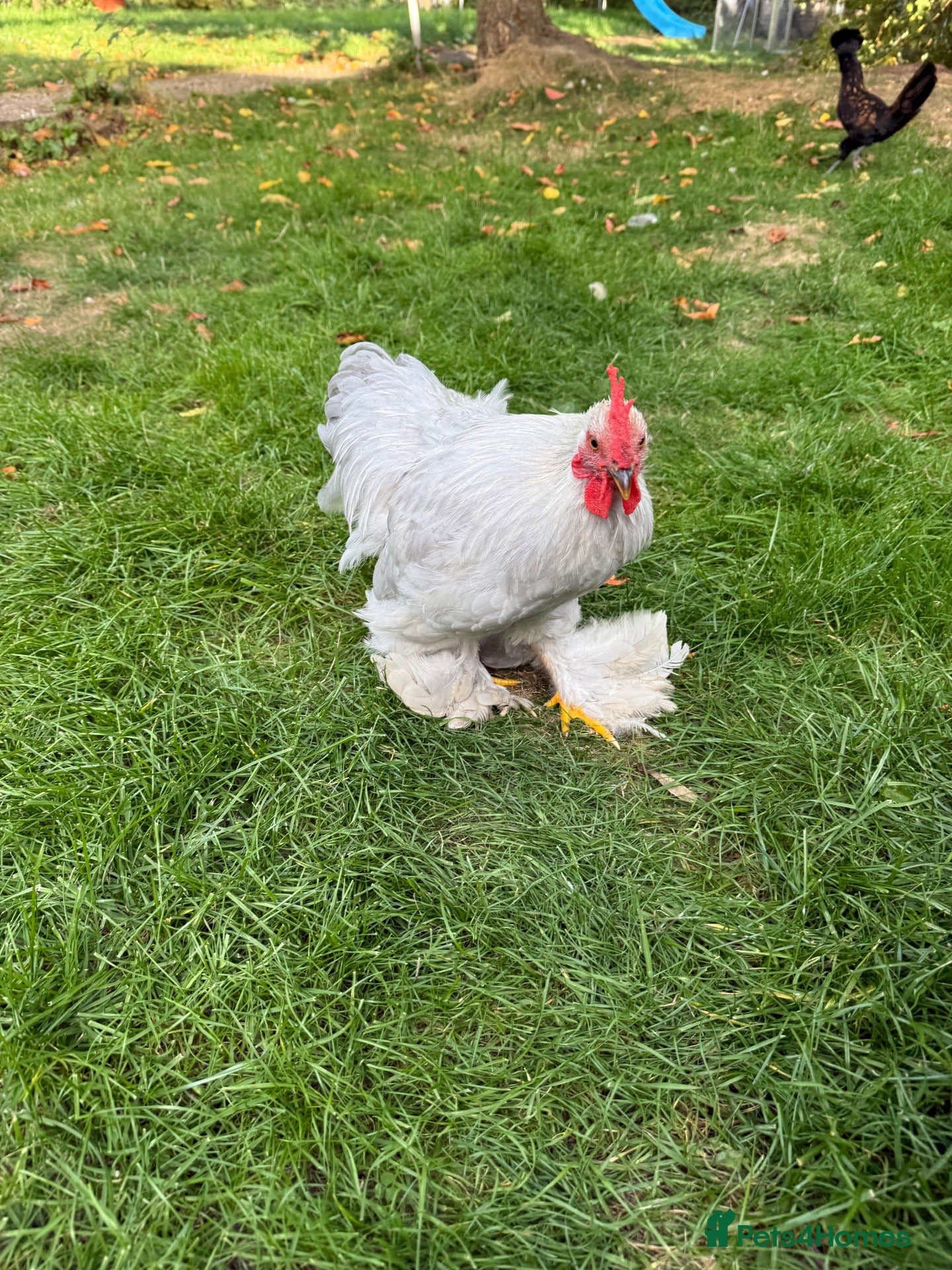 Chickens poultry Lavender Pekin Bantam Cockerel - Advert 14