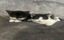 Mixed Breed cats for sale: 3 Kittens  - Image 4