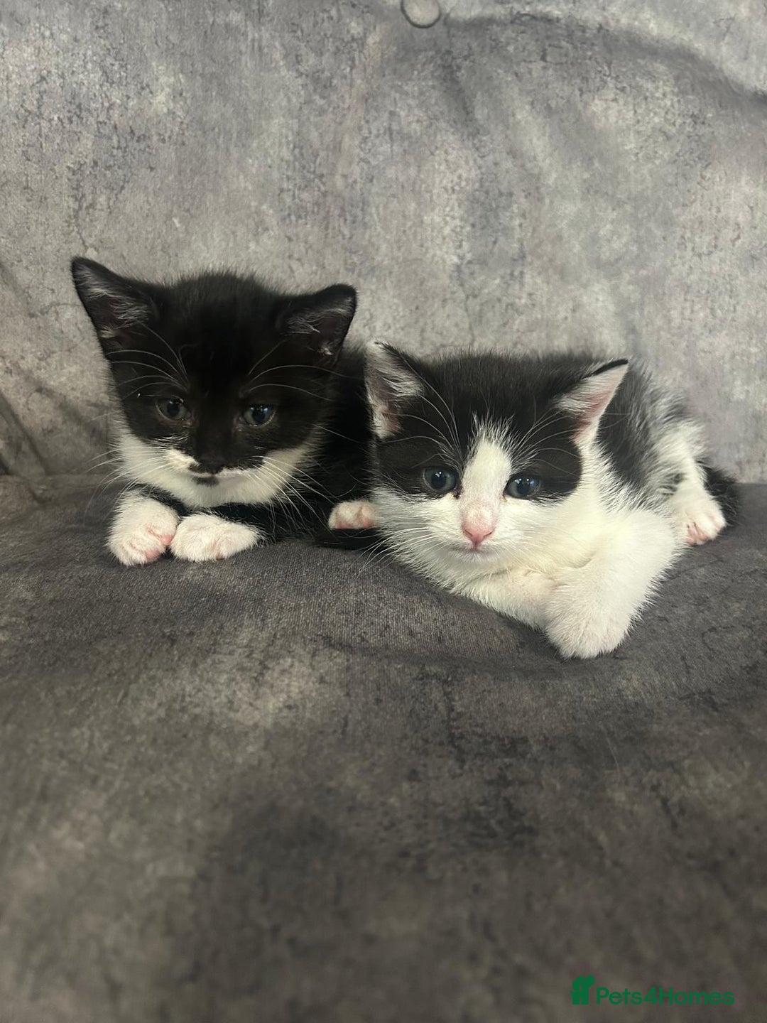 Mixed Breed cats for sale: 3 Kittens  - Image 4