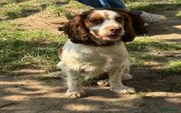 Cocker Spaniel dogs for sale: Lovable well behaved Cocker Spaniel - Image 5