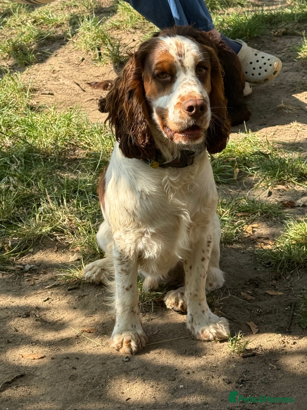 Cocker Spaniel dogs for sale: Lovable well behaved Cocker Spaniel - Image 5