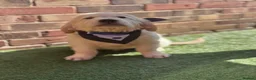 Golden Retriever dogs for sale: ❤️❤️❤️ Beautiful KC Golden Retriever puppies❤️❤️❤️ - Advert 32