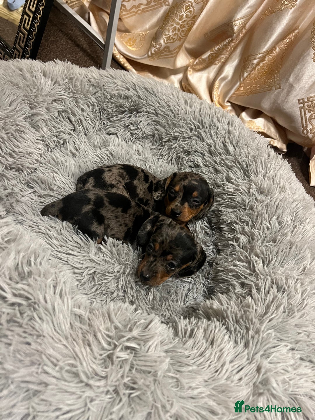 Miniature Dachshund dogs for sale: gorgeous dachshund puppy(1girl left)🐶🐾  - Advert 12