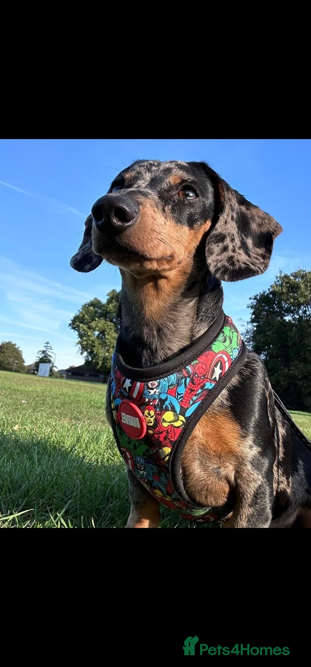 Dachshund dogs Dapple dachshund 3 year old - Advert 2