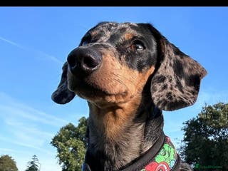 Dachshund dogs Dapple dachshund 3 year old - Advert 2