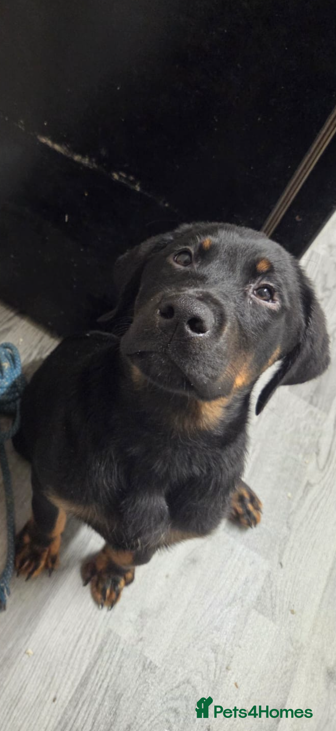 Mixed Breed dogs for sale: Rottweiler X - Advert 6
