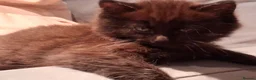 Mixed Breed cats for sale: 2 BLACK Fluffy (Longhaired)  - 3 boys 1 girl - Advert 3