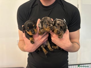 Miniature Dachshund dogs Miniature Kc registered dachshunds PRA clear - Advert 2