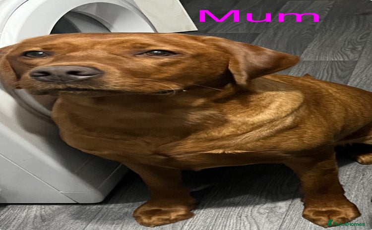 Labrador Retriever dogs 3 beautiful black Labrador retrievers - Advert 2