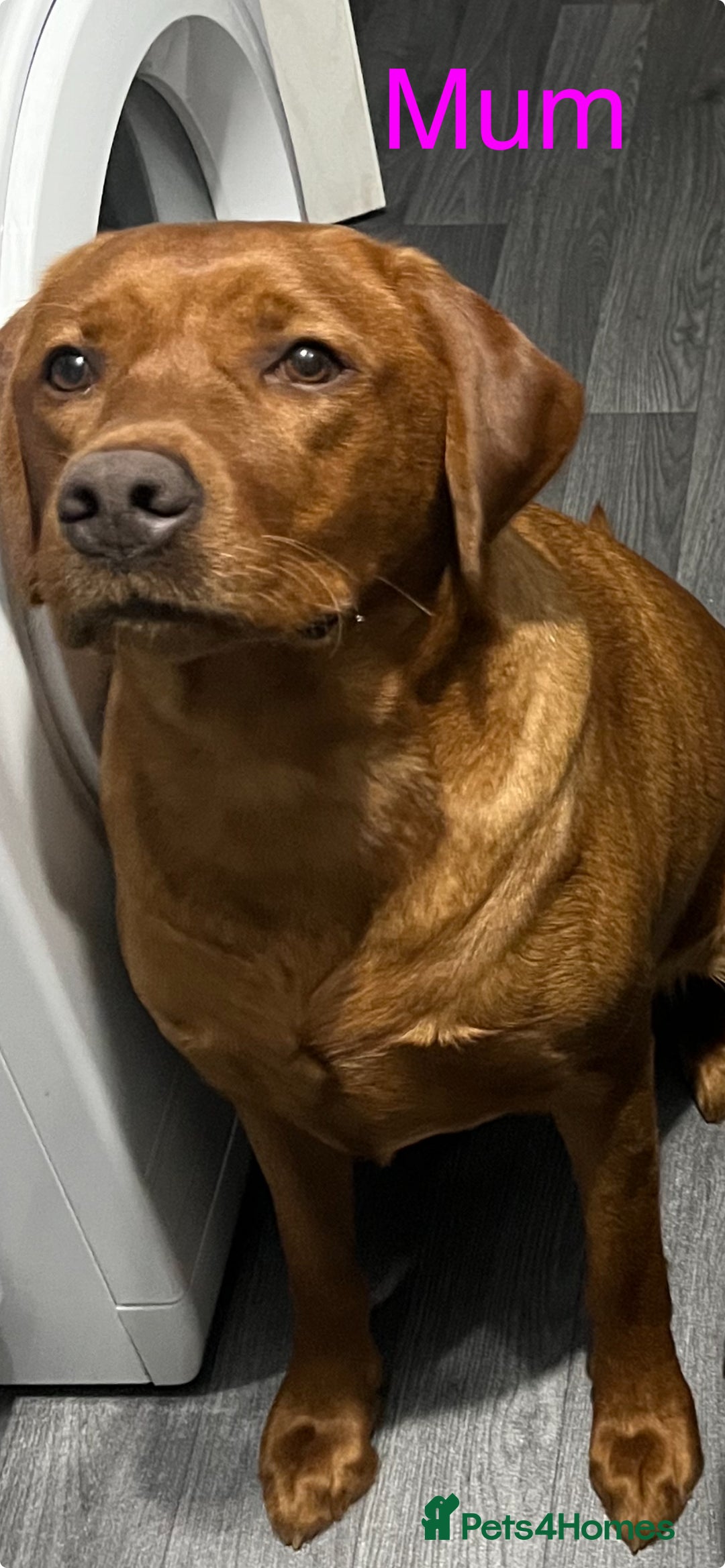 Labrador Retriever dogs for sale: 3 beautiful black Labrador retrievers - Advert 1