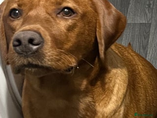 Labrador Retriever dogs 3 beautiful black Labrador retrievers - Advert 16