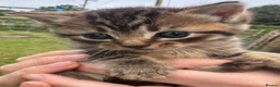 Mixed Breed cats for sale: Kitten ready for rehoming  in Crickhowell - Advert 3