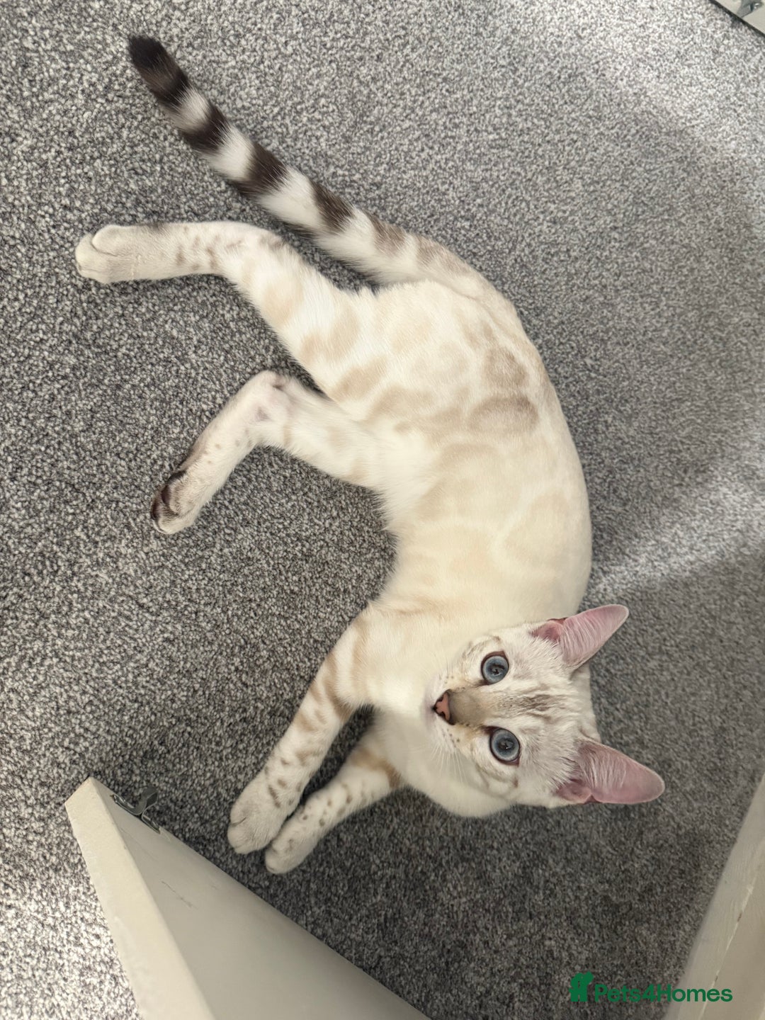 Bengal cats for sale: Snow lynx bengal female kitten  - Advert 9