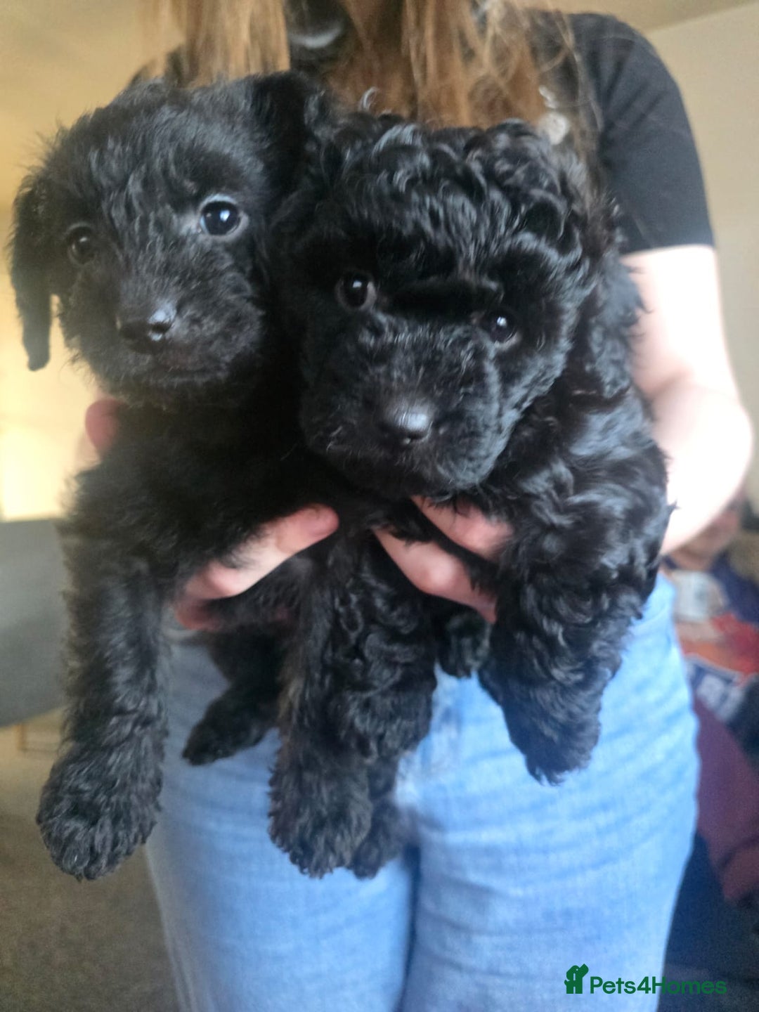 Mixed Breed dogs for sale: Mixed breed puppies 6 weeks old  - Advert 3